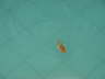 Guest in the pool